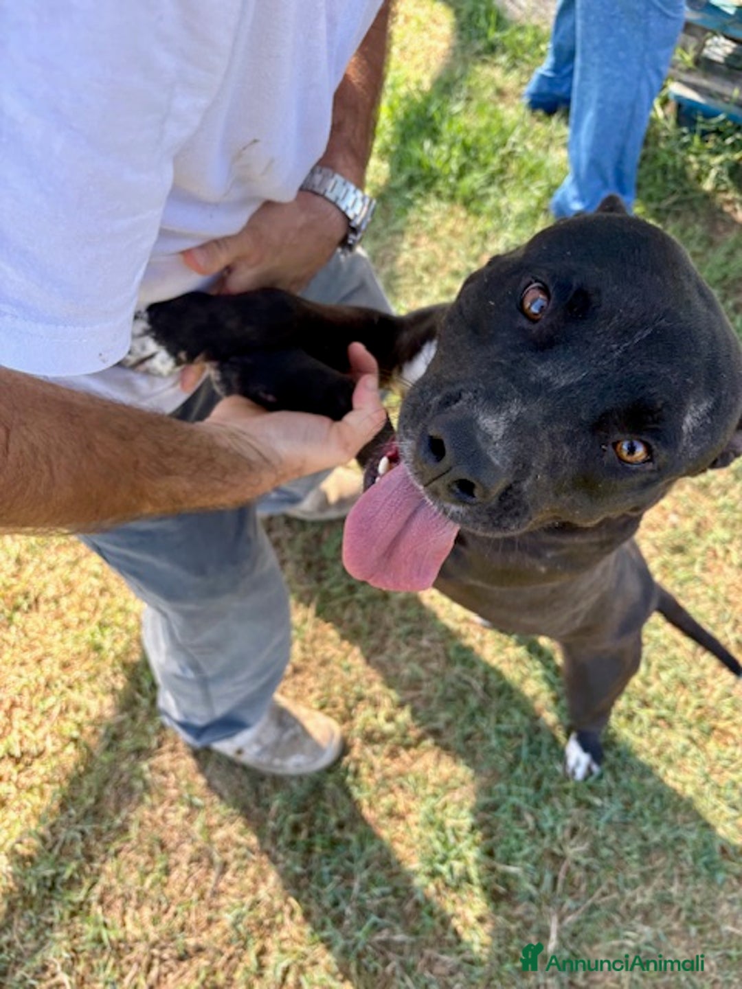 Pitbull cani in regalo: Jessy, cuore di pit❣️ - Annuncio 3