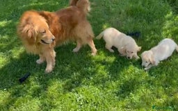 Golden Retriever cani in vendita: Golden retriever americano  - Annuncio 7