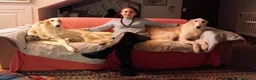 Levriero cani in vendita: Cuccioli di Levriero Borzoi disponibili a Provincia di Pesaro e Urbino - Annuncio 3