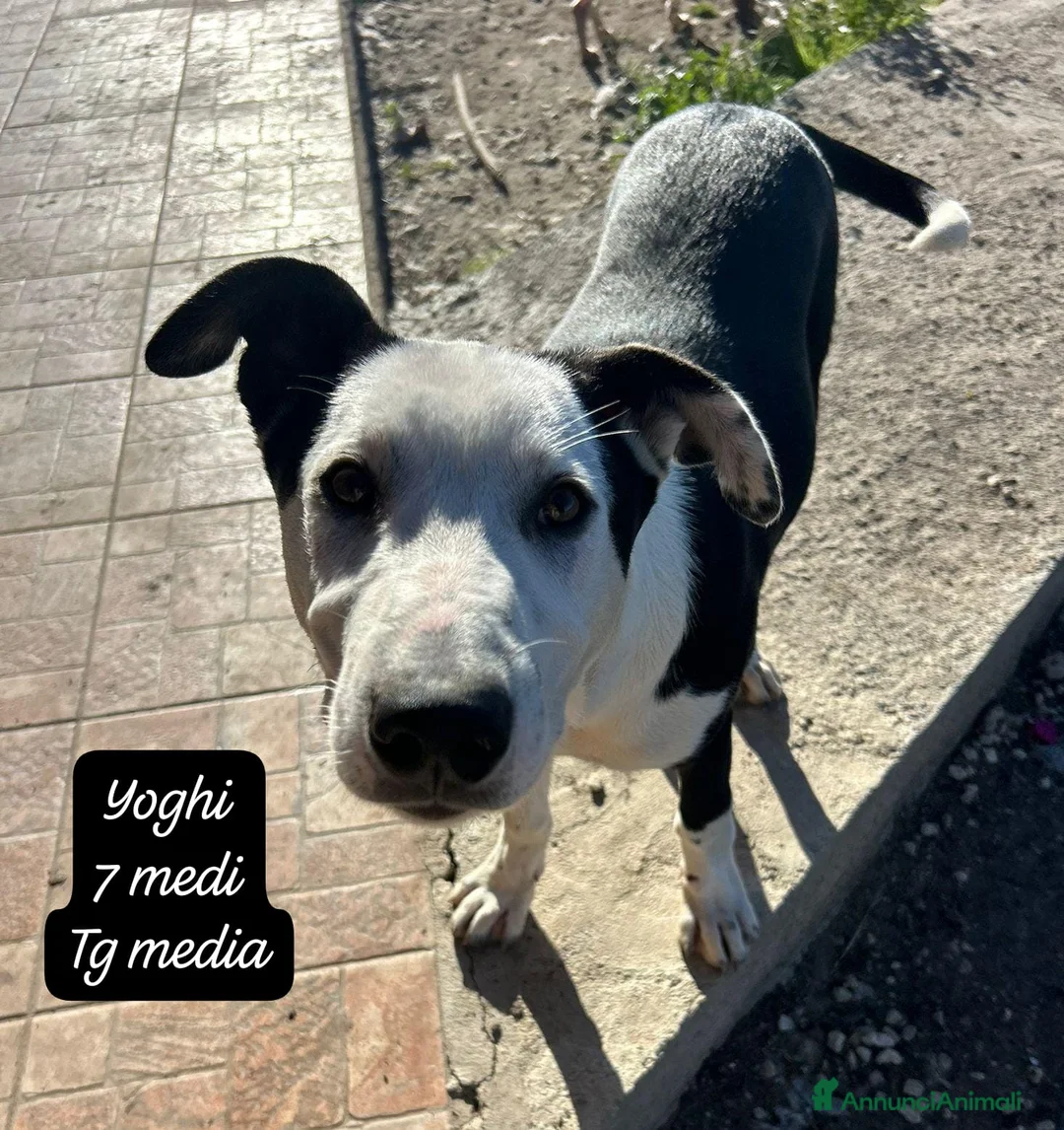 Meticcio cani in regalo: Adotta un cucciolo dal rifugio  a Provincia di Pistoia - Annuncio 11