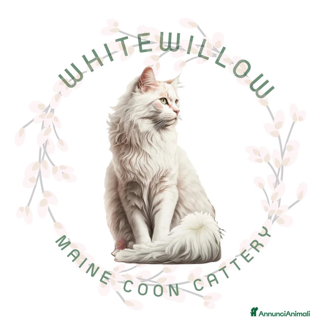 Immagine della galleria {{count}}