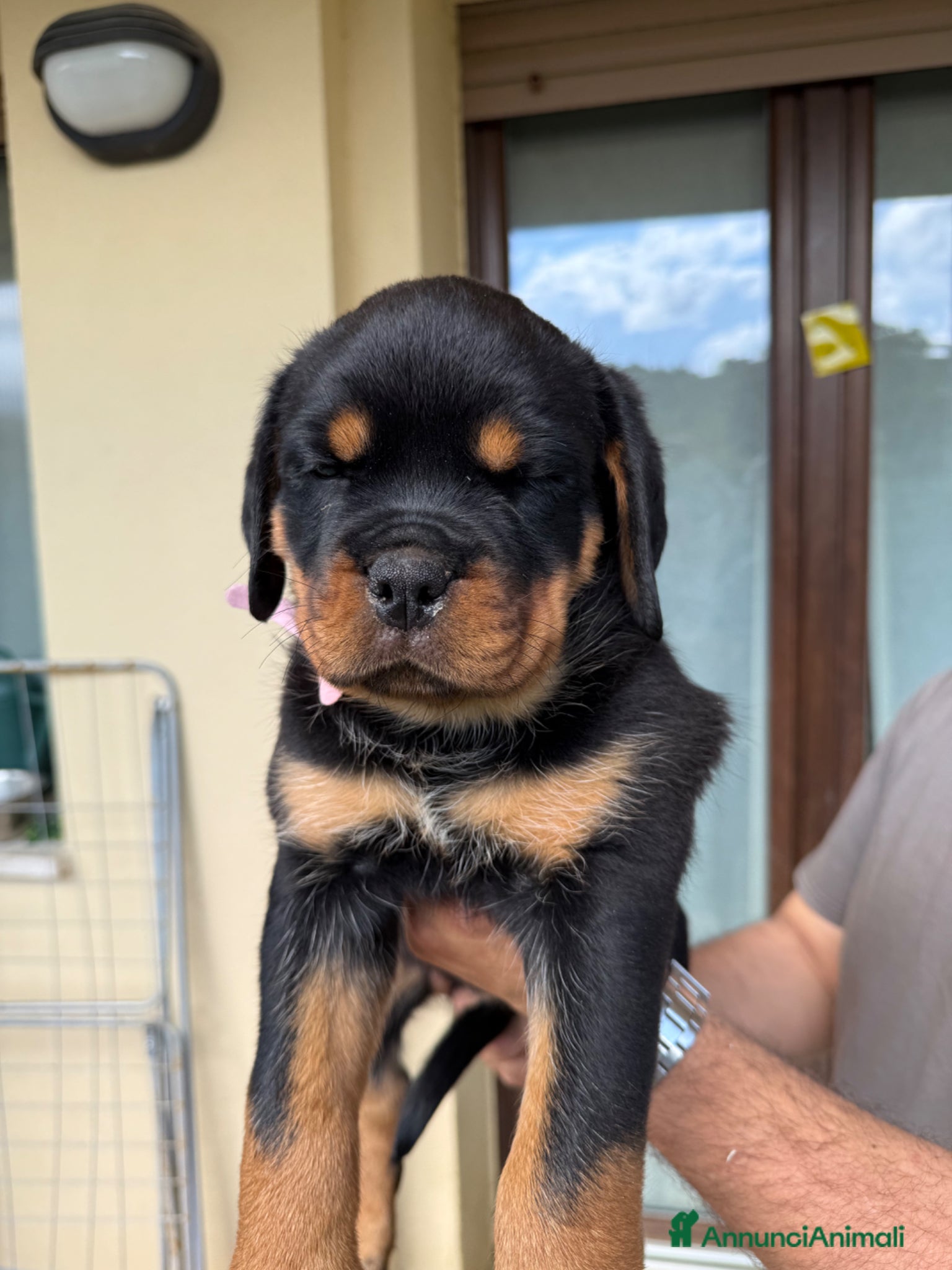 Rottweiler cani in vendita: Cuccioli di Rottwelier con pedigree  - Annuncio 13