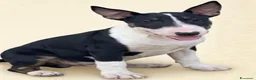 Bull Terrier cani in vendita: Bull Terrier inglese standard femmina  a Città Metropolitana di Firenze - Annuncio 2