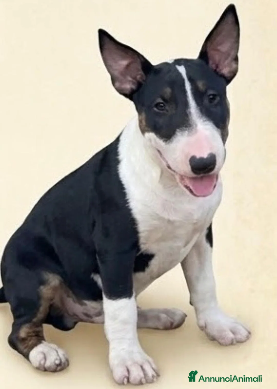 Bull Terrier cani in vendita: Bull Terrier inglese standard femmina  a Città Metropolitana di Firenze - Annuncio 2