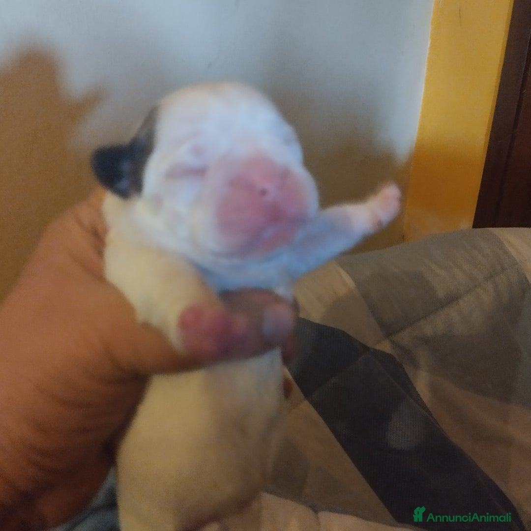 Bulldog Francese cani in vendita: Vendo - Annuncio 7