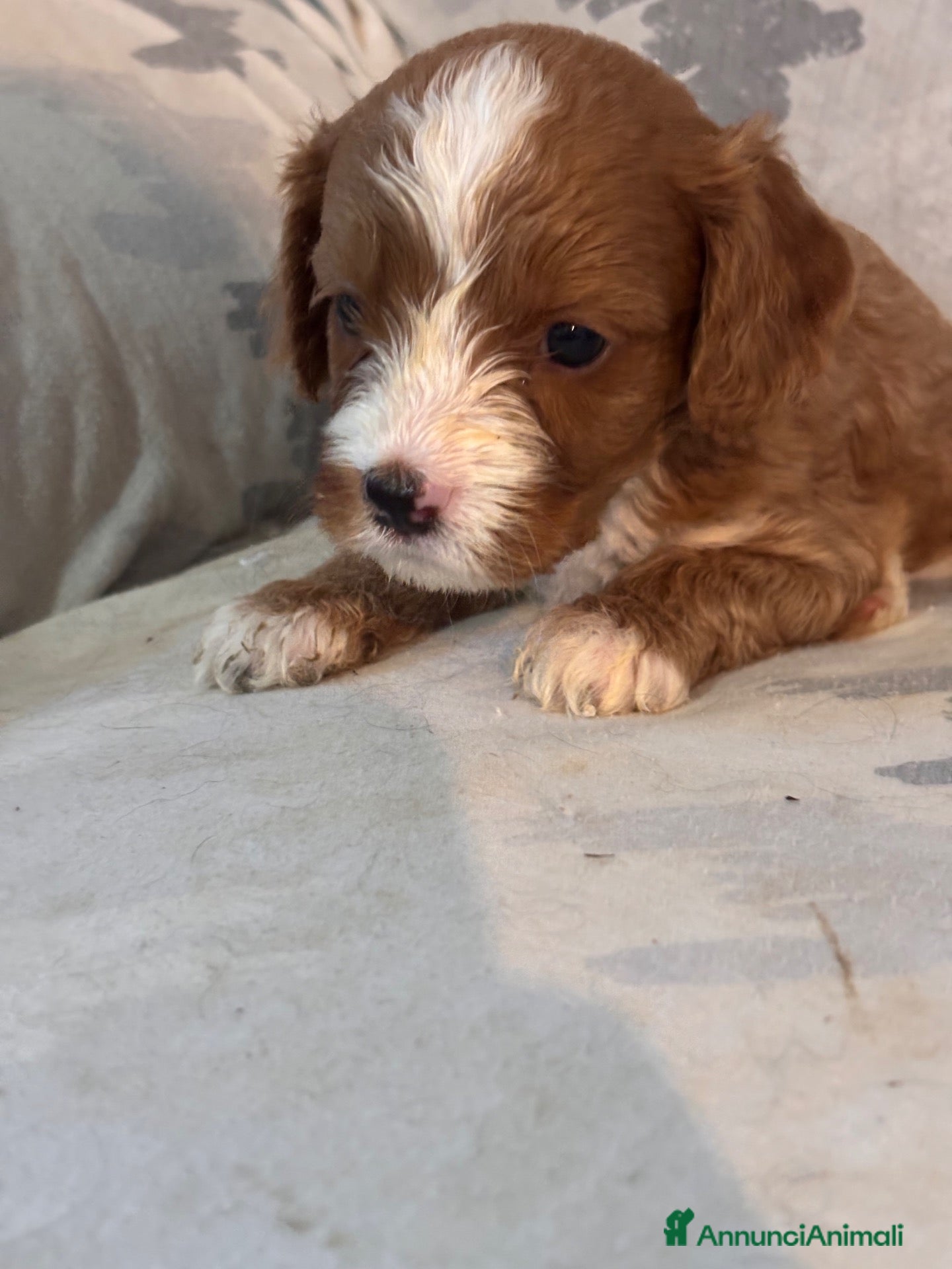 Cavapoo cani Cuccioli di cane Cavapoo - Annuncio 25