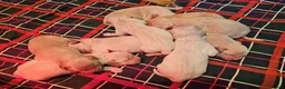 Golden Retriever cani in vendita: CUCCIOLI GOLDEN RETRIEVER - Annuncio 8