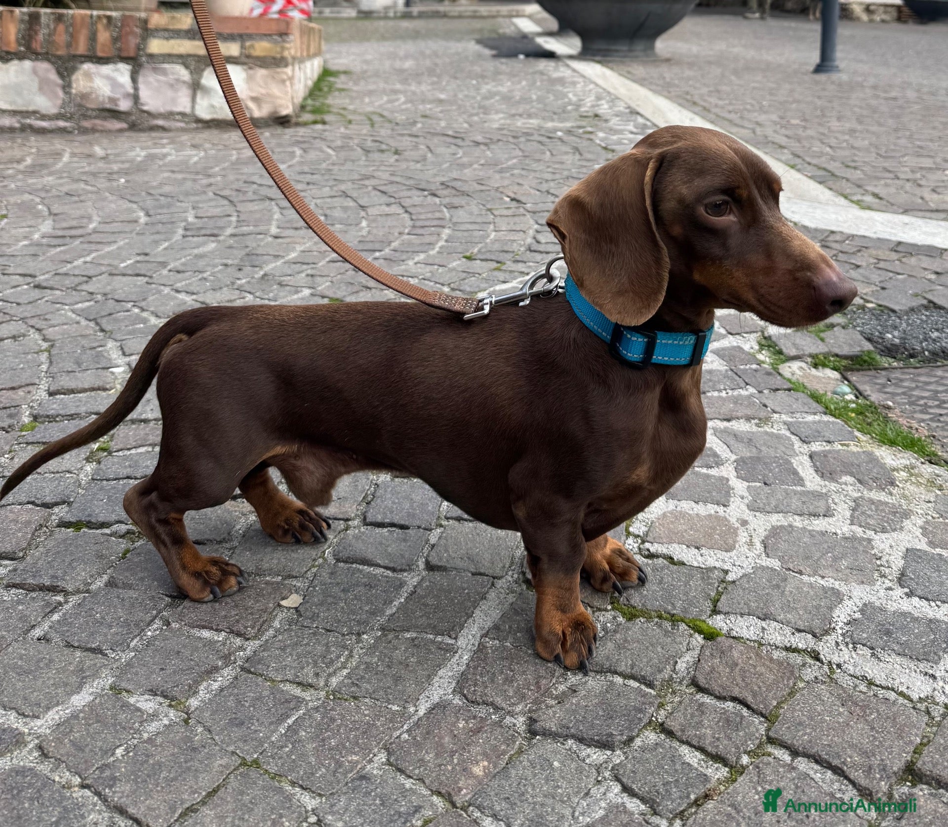 Bassotto Nano cani Accoppiamento  - Annuncio 6