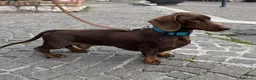 Bassotto Nano cani per accoppiamento: Accoppiamento  a Città metropolitana di Roma Capitale - Annuncio 1