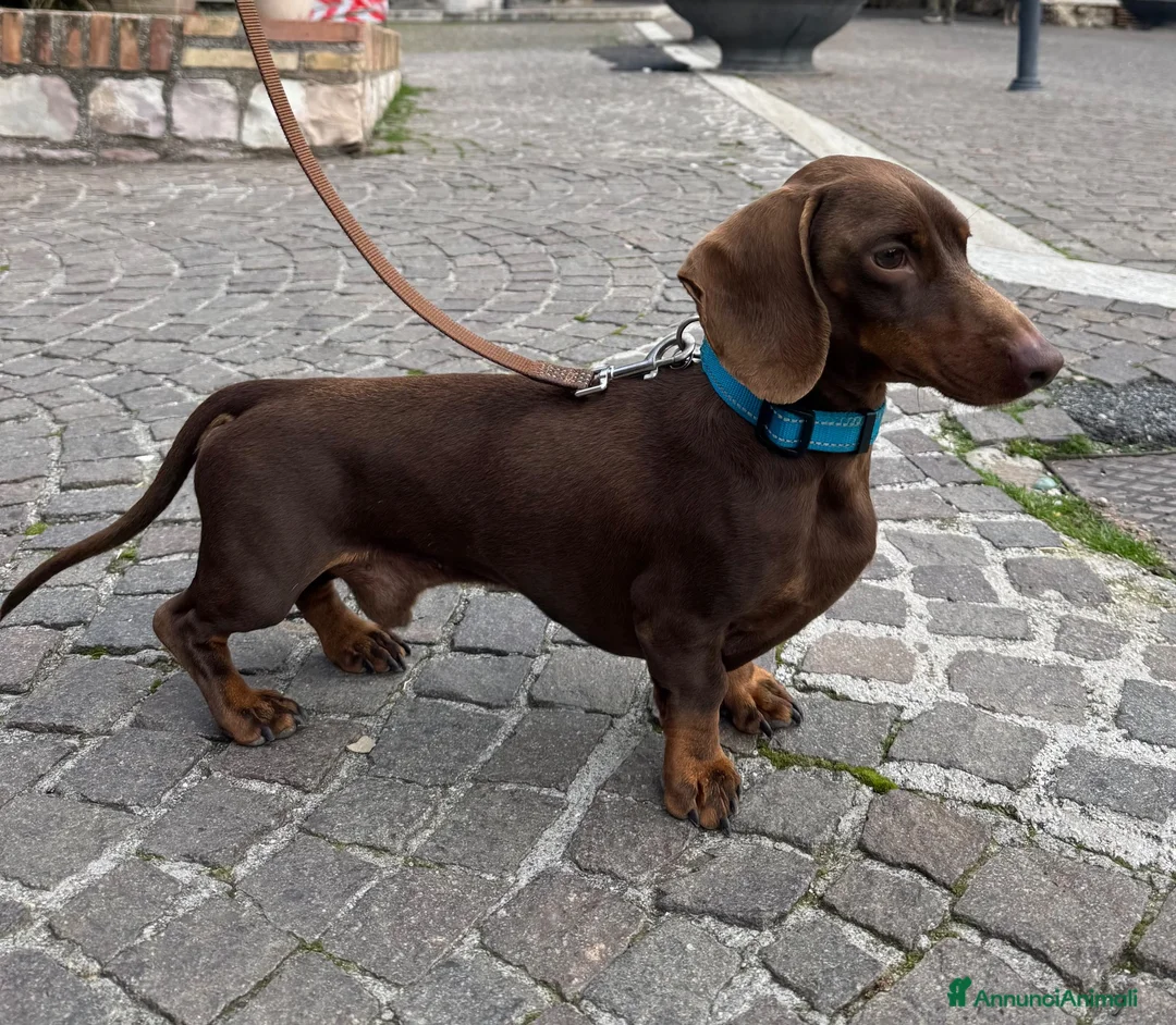 Bassotto Nano cani per accoppiamento: Accoppiamento  a Città metropolitana di Roma Capitale - Annuncio 1