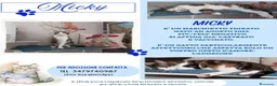 Europeo gatti in regalo: Affettuoso gattino da adottare, MICKY ! - Annuncio 1