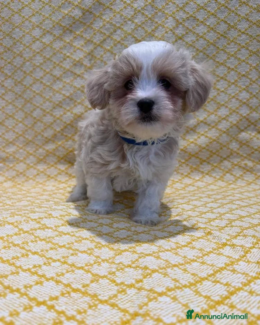 Maltipoo cani in vendita: Cuccioli di Maltipoo  - Annuncio 10