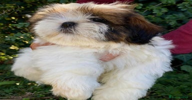 Shih Tzu cani Cuccioli shih tzu - Annuncio 16