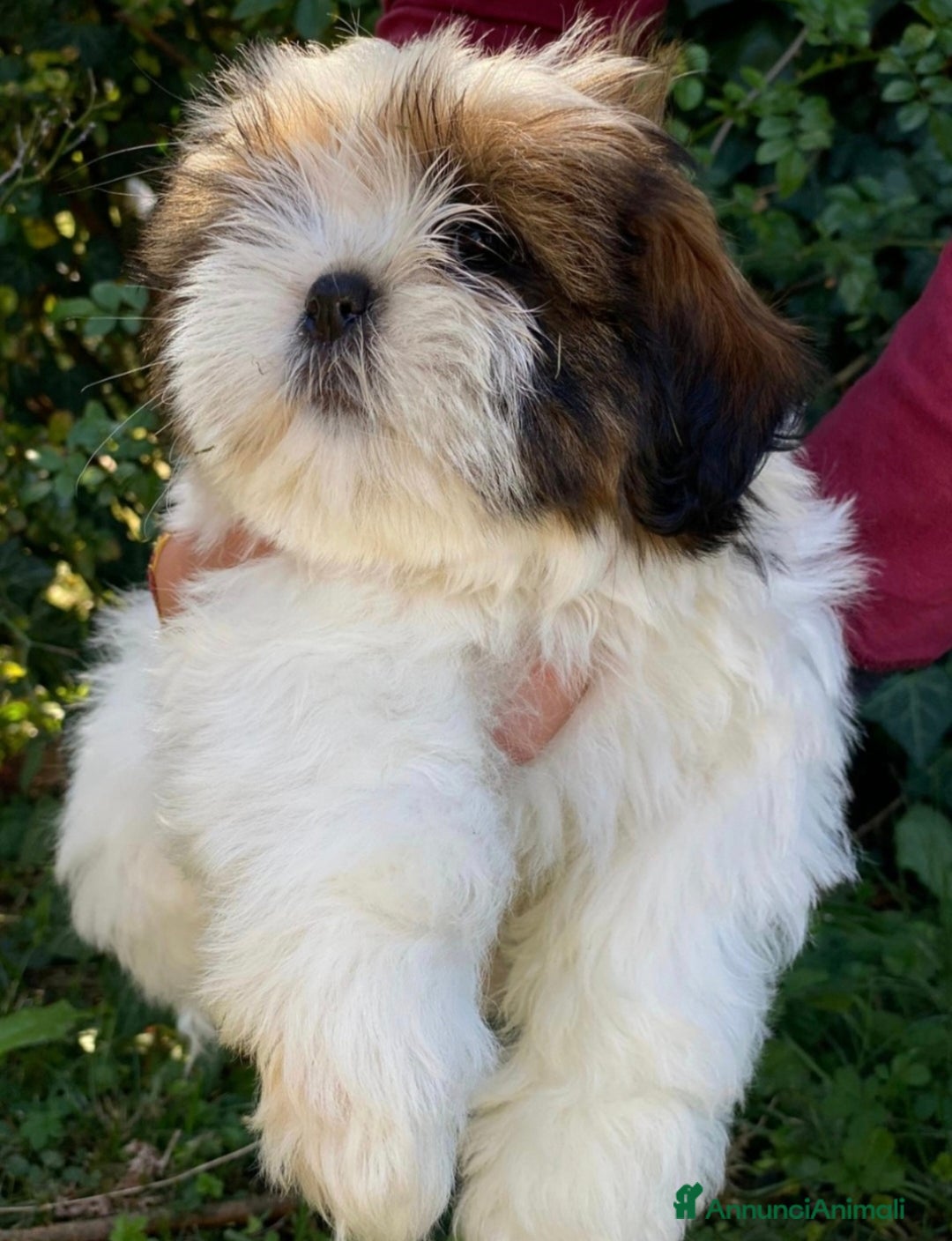 Shih Tzu cani in vendita: Cuccioli shih tzu - Annuncio 3
