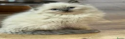 Ragdoll gatti in vendita: Splendidi cuccioli di ragdoll - Annuncio 3