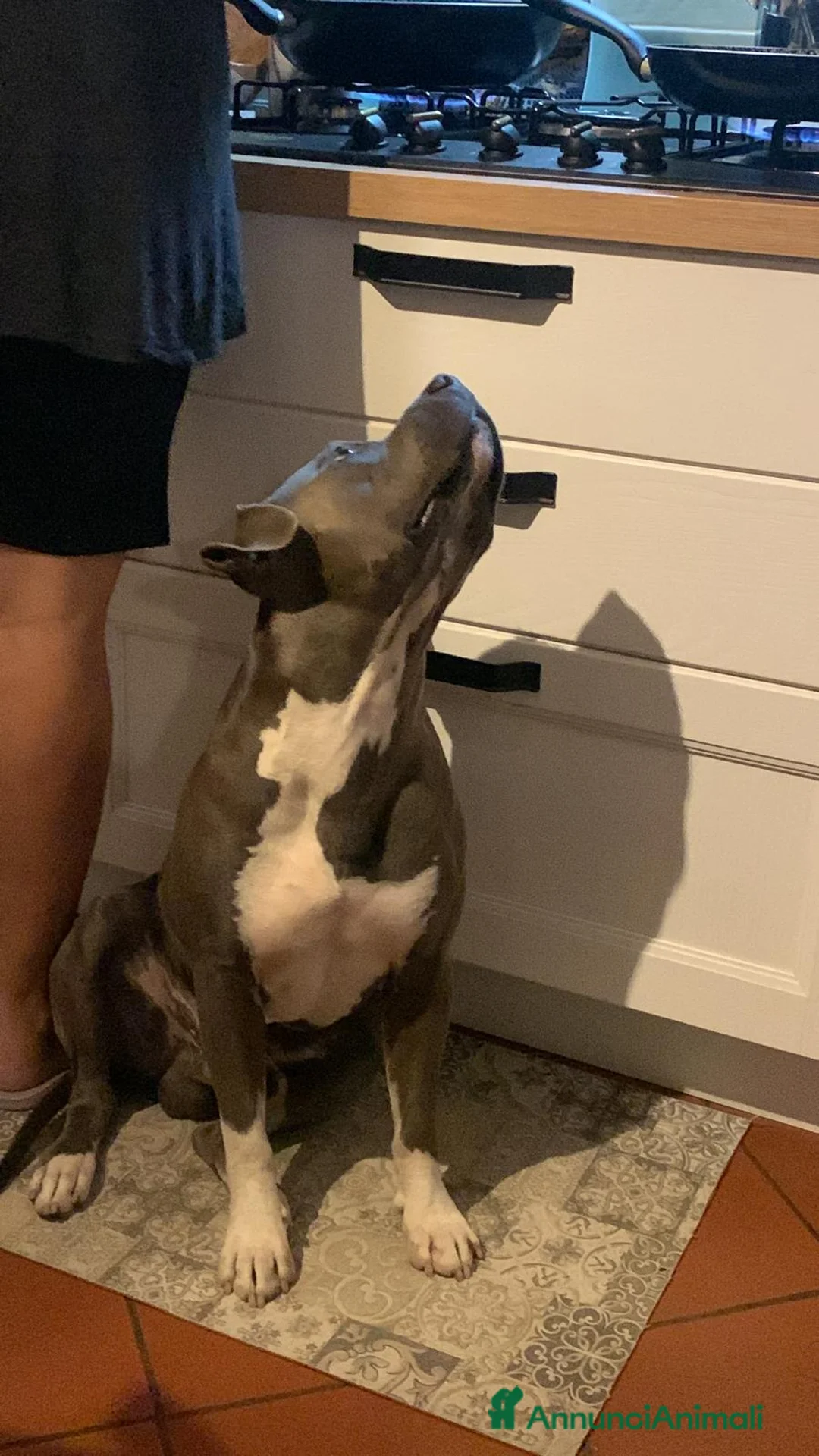 American Staffordshire cani per accoppiamento: amstaff blue per monta con pedigree a Provincia di Ferrara - Annuncio 5