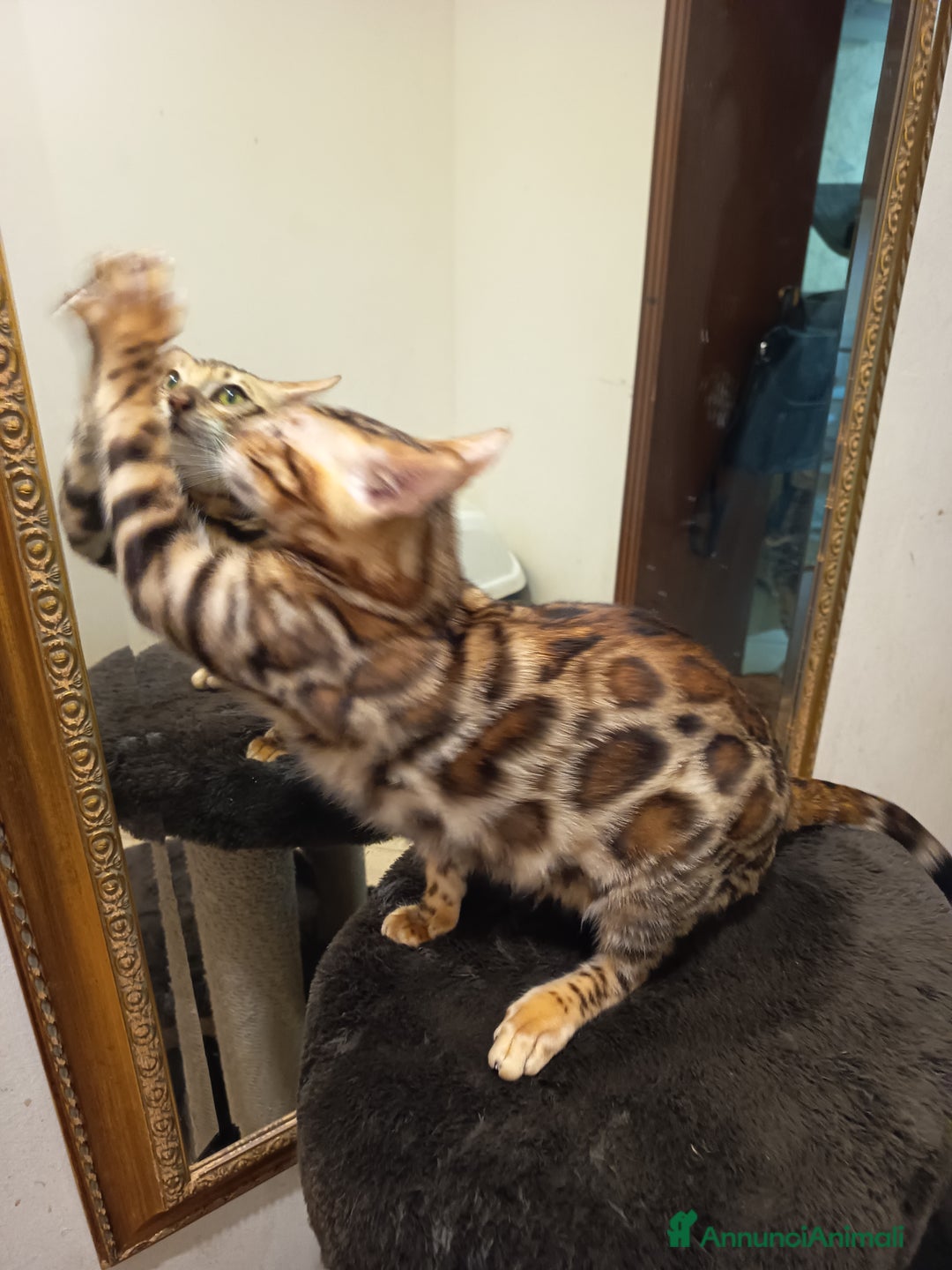 Bengala gatti in vendita: meraviglioso maschietto Bengala  - Annuncio 17