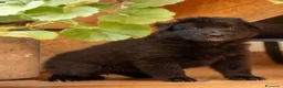 Pastore Belga cani in vendita: Cuccioli di pastore belga - Annuncio 2