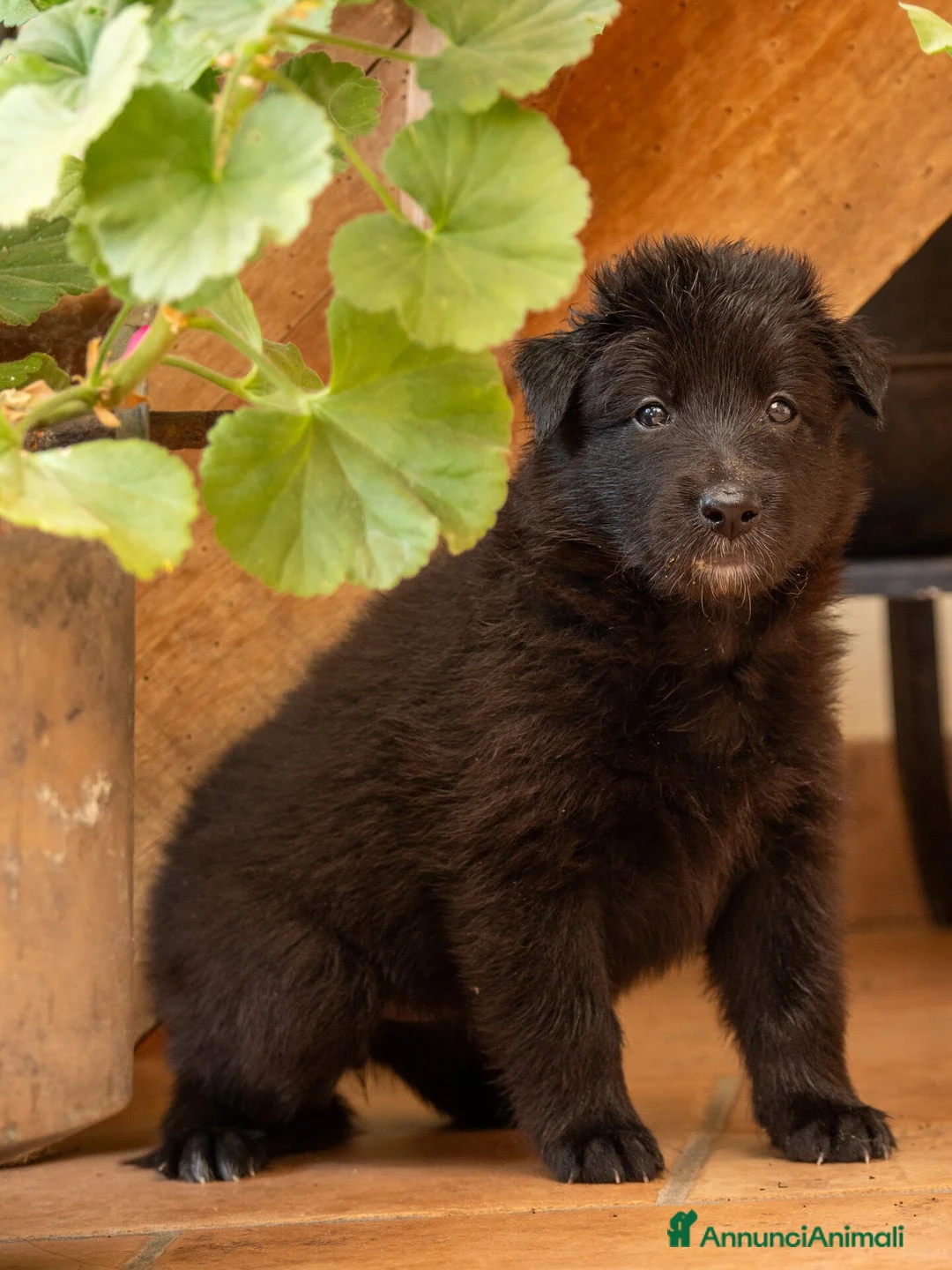Pastore Belga cani in vendita: Cuccioli di pastore belga - Annuncio 2