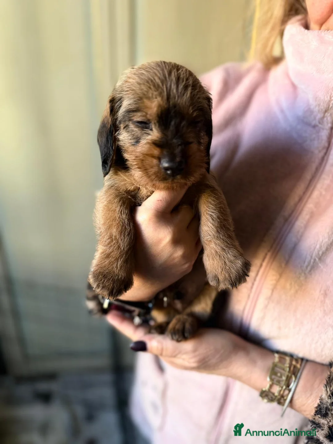 Bassotto cani in vendita: Bassotti fogliasecca pelo duro - Annuncio 9