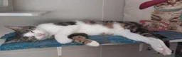 Europeo gatti in regalo: Affettuoso gattino da adottare, MICKY ! - Annuncio 6