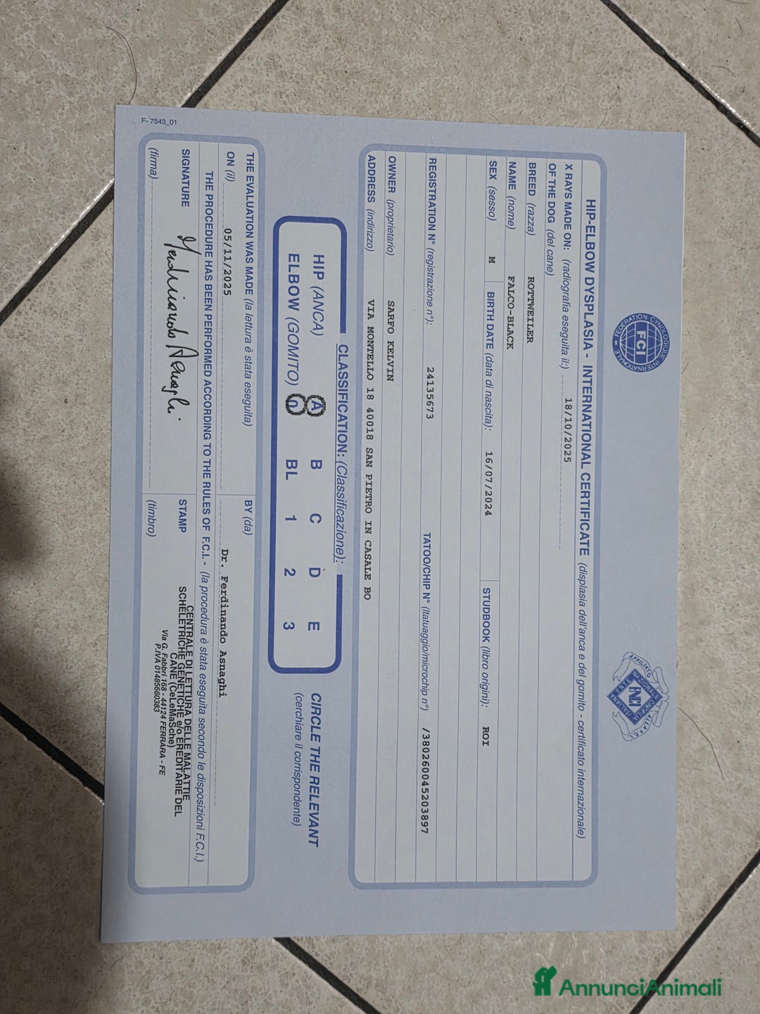 Rottweiler cani per accoppiamento: Rottweiler per monta - Annuncio 2