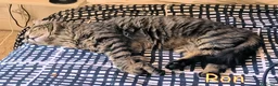 Altre razze gatti in regalo: URGENTISSIMO RON CERCA CASA a Città metropolitana di Milano - Annuncio 5
