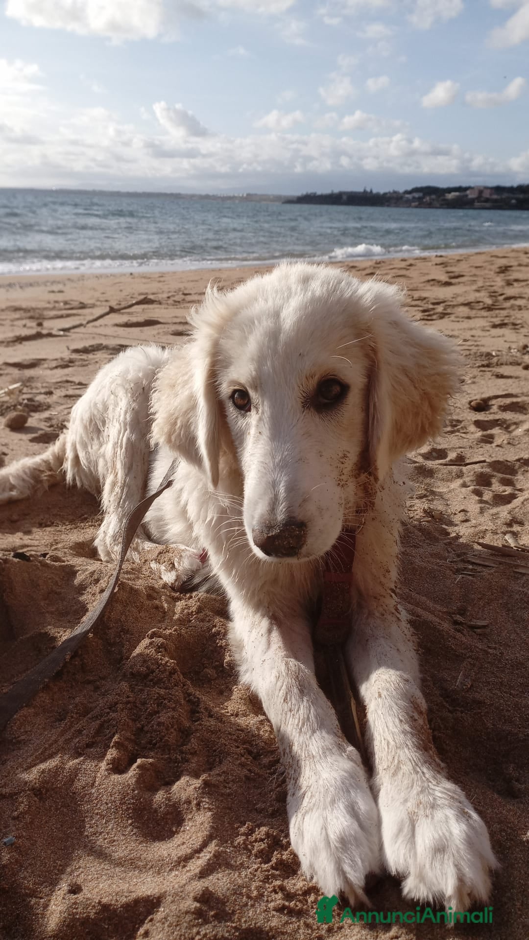 Meticcio cani in regalo: Toby in tutto il suo splendore - Annuncio 8