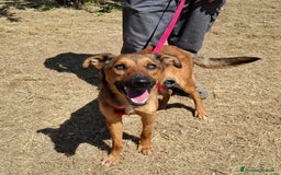 Meticcio cani in regalo: Aladin e' un Mago!  a Città Metropolitana di Bari - Immagine 2