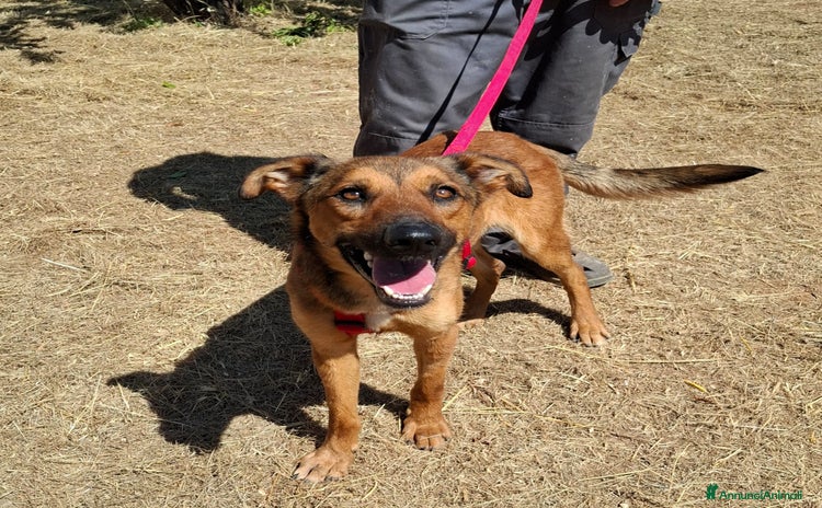 Meticcio cani a Città Metropolitana di Bari - Annuncio 1