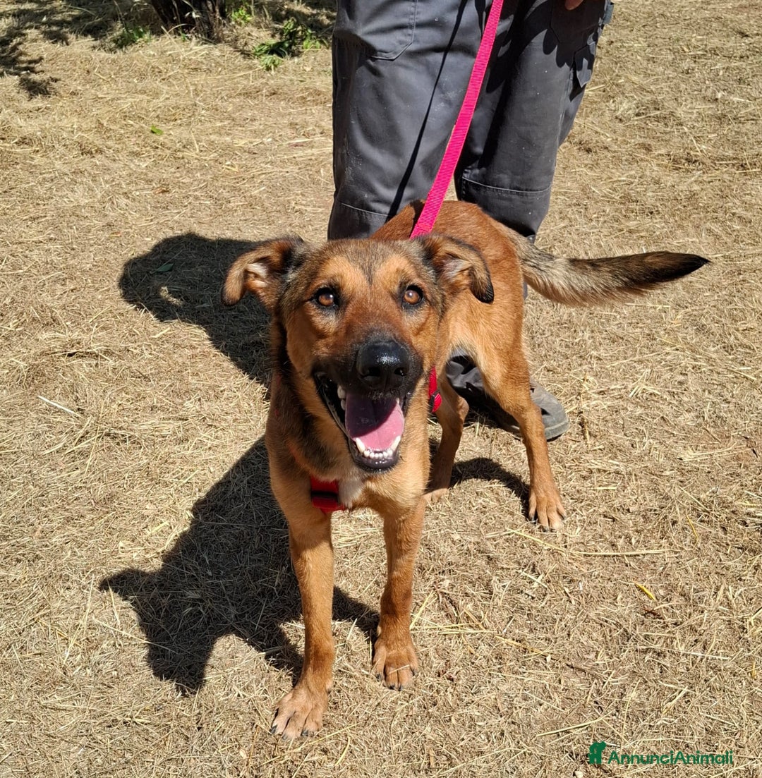 Meticcio cani in regalo: Aladin e' un Mago!  a Città Metropolitana di Bari - Immagine 2