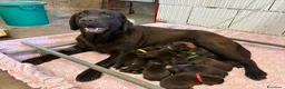 Labrador cani in vendita: Cuccioli Labrador - Annuncio 3