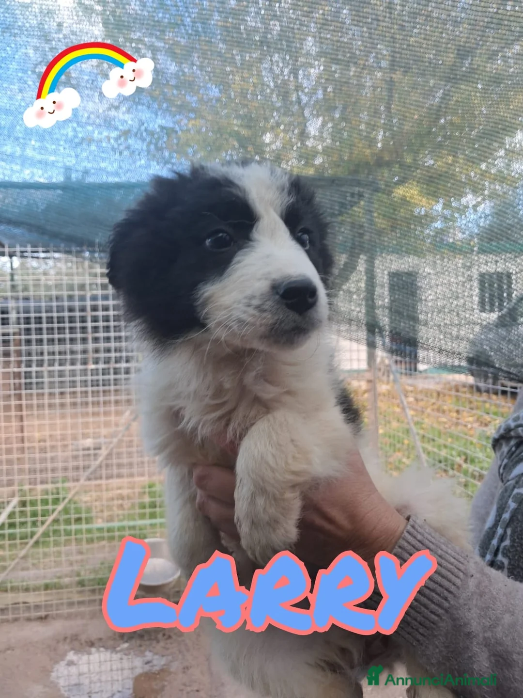 Meticcio cani in regalo: LARRY maschietto - Annuncio 1