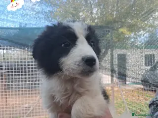 Meticcio cani LARRY maschietto - Annuncio 37