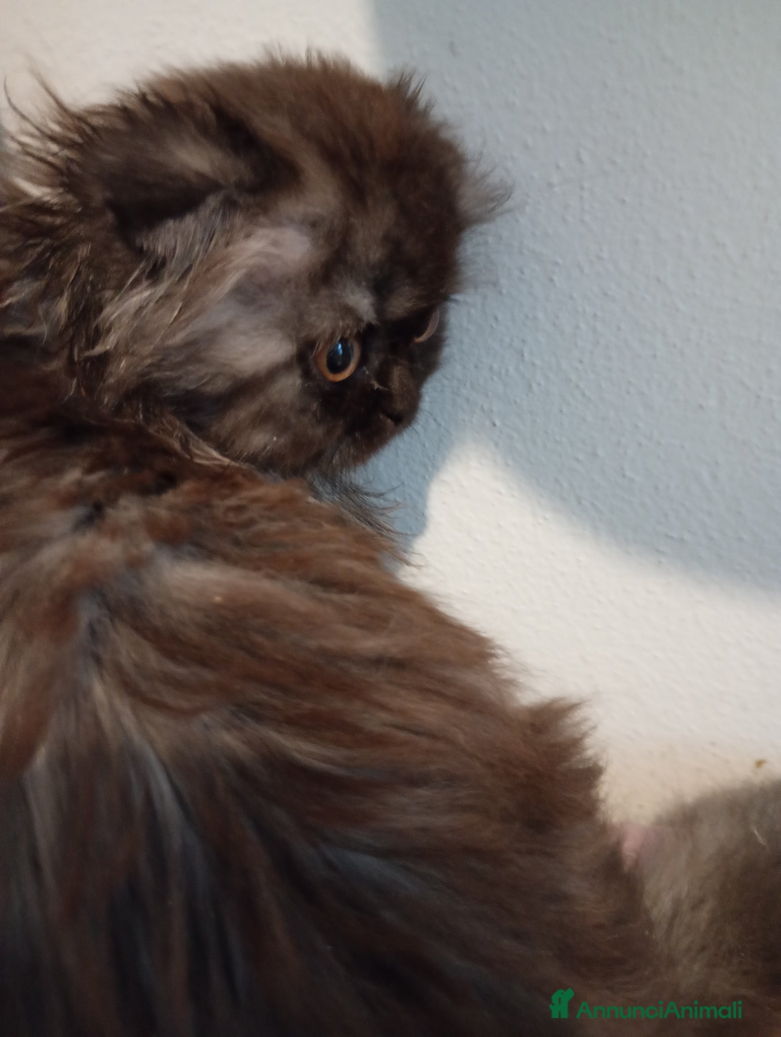 Scottish gatti in vendita: Gattine Scottish longhair  - Annuncio 6