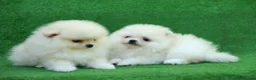 Volpino Pomerania cani in vendita: Cuccioli Spitz Tedesco nano Volpino Pomerania - Annuncio 3