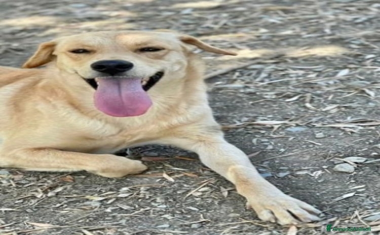 Meticcio cani a Città metropolitana di Milano - Annuncio 11