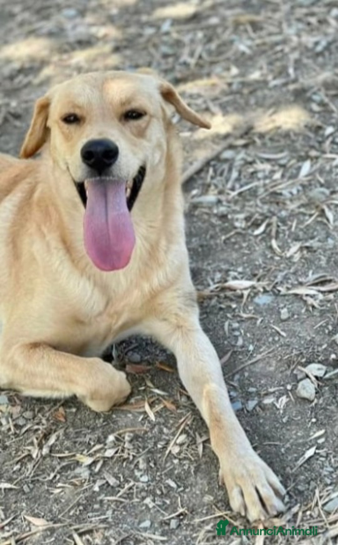 Meticcio cani in regalo: Giulio 3anni tg media il rifugio chiude.URGE NAPOL a Città metropolitana di Milano - Immagine 1