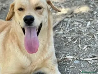 Meticcio cani Giulio 3anni tg media il rifugio chiude.URGE NAPOL a Città metropolitana di Milano - Annuncio 11