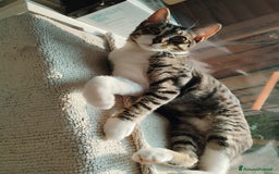 Europeo gatti in regalo: TIMIDOME DI 6MESI CERCA CASA, mi chiamo Numero Tre - Immagine 3