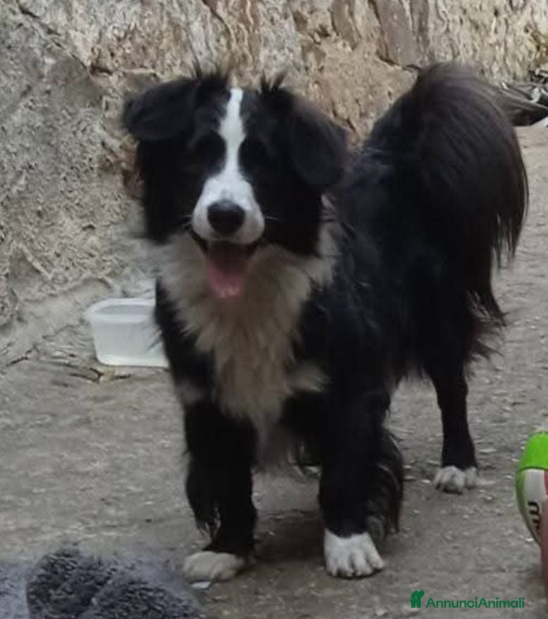 Meticcio cani Simil Border Collie 1anno URGE STALLO/ADOZ. NUORO - Annuncio 1