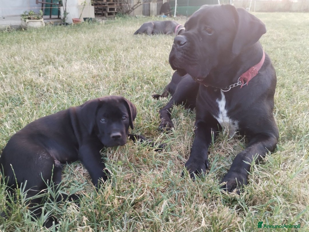 Cane Corso cani in vendita: Cuccioli maschi Cane Corso  a Città Metropolitana di Bologna - Immagine 4