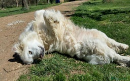Pastore Maremmano cani in regalo: RINO, batuffolo tutto pelo e dolcezza - Immagine 11