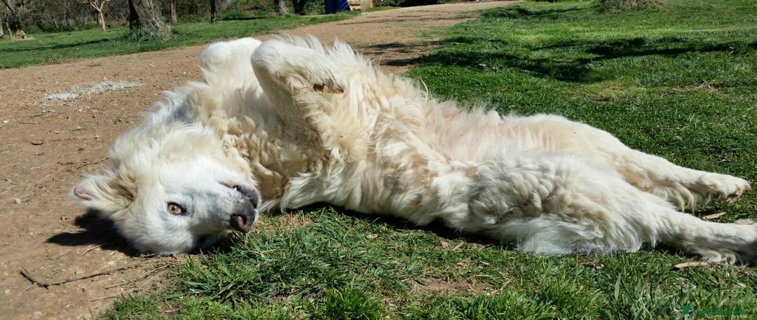 Pastore Maremmano cani in regalo: RINO, batuffolo tutto pelo e dolcezza - Immagine 11