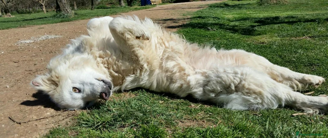 Pastore Maremmano cani in regalo: RINO, batuffolo tutto pelo e dolcezza - Annuncio 11