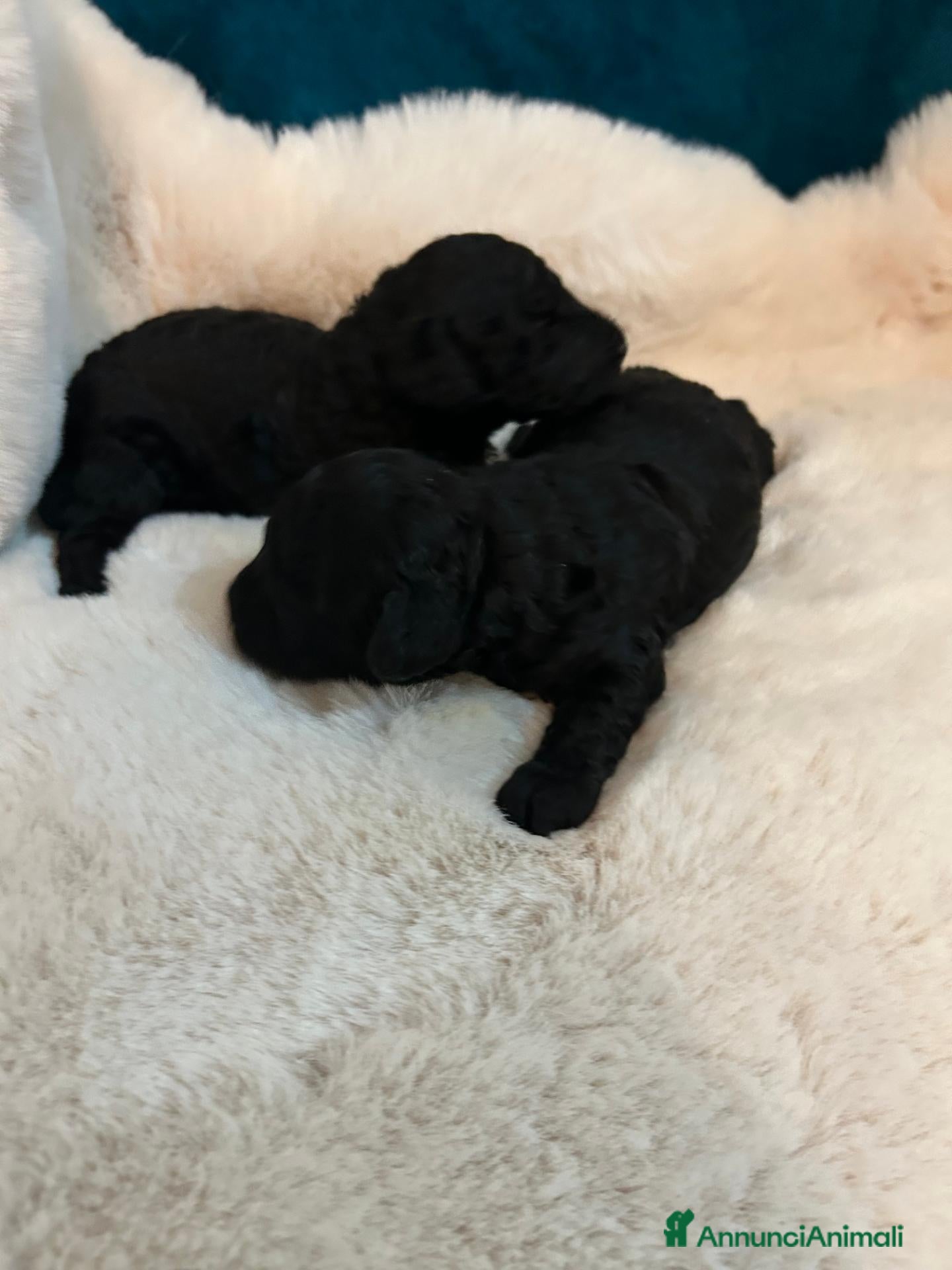 Barboncino cani Barboncini neri nani con Pedigree Enci - Annuncio 3