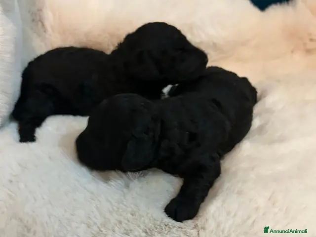 Barboncino cani Barboncini neri nani con Pedigree Enci - Annuncio 2