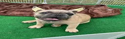 Bulldog Francese cani in vendita: Cucciola bulldog francese  - Annuncio 7