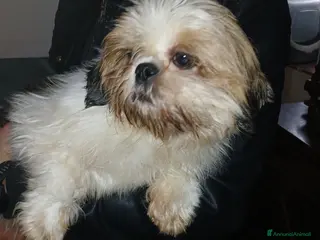 Meticcio cani Cuccioli femmina di shih-Poo - Annuncio 6