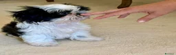 Shih Tzu cani in vendita: Cuccioli Shih Tzu pronti a settembre! - Annuncio 21